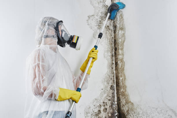 Best Toxic Mold Removal  in Gman, IL