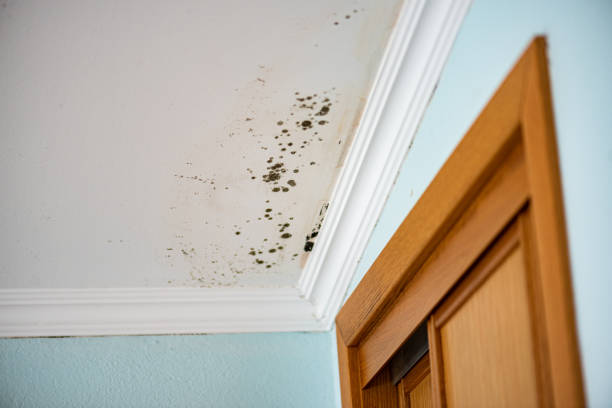 Best Crawl Space Mold Removal  in Gman, IL