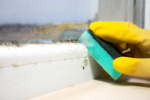 Best Home Mold Removal  in Gman, IL