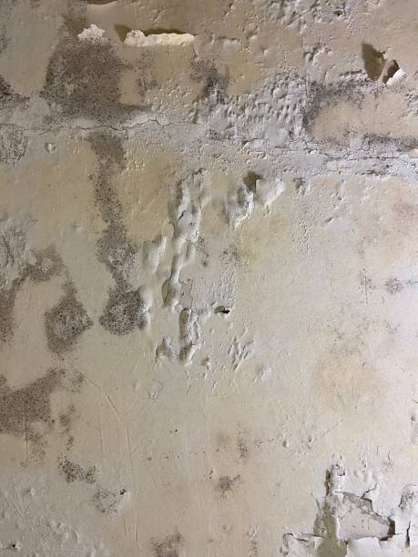 Best Crawl Space Mold Removal  in Gman, IL