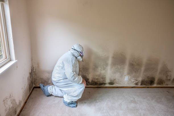 Best Residential Mold Removal  in Gman, IL