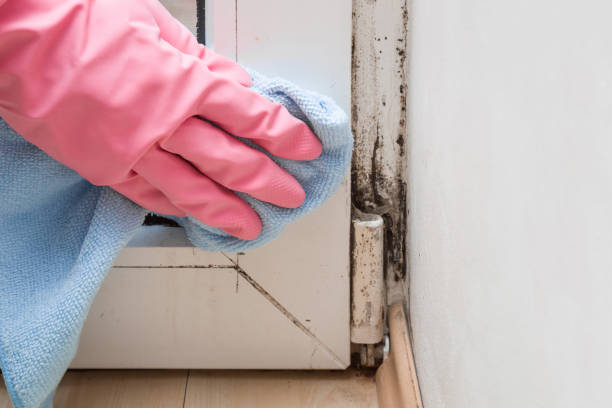 Mold Testing and Removal in Gilman, IL